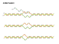 A DNA Toolkit 3 PPT Slide