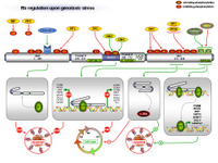 Rb regulation upon genotoxic stress PPT Slide