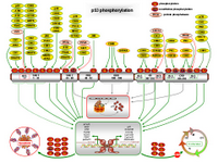 p53 phosphorylation PPT Slide