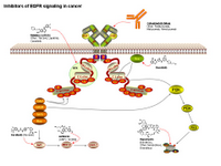 Inhibitors of EGFR signaling in cancer PPT Slide