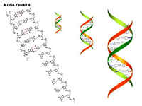 A DNA Toolkit 4 PPT Slide