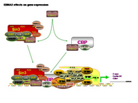 EBNA2 effects on gene expression PPT Slide