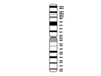Chromosome 1 PPT Slide