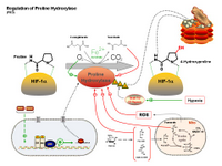 Oxygen sensing - Regulation of Proline Hydroxylase PPT Slide