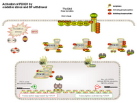 Activation of FOXO1 by oxidative stress PPT Slide
