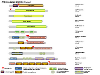 Anti-coagulant proteins PPT Slide