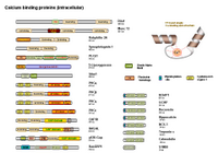 Calcium binding proteins PPT Slide