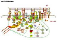 Immunological synapse PPT Slide
