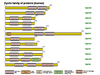 Cyclin family of proteins PPT Slide