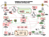 Regulation of liver glucose metabolism by substrates and energy status PPT Slide