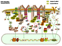 BCR Signaling pathways PPT Slide