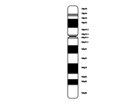 Chromosome 10 PPT Slide