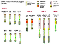 GPCR receptor family PPT Slide
