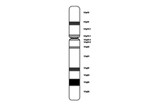 Chromosome 17 PPT Slide