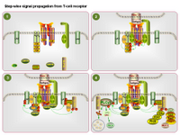 TCR Signaling - Signal propagation PPT Slide