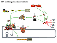 HSV mediated regulation of translation initiation PPT Slide