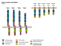 Notch receptors and ligands PPT Slide