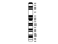 Chromosome 3 PPT Slide