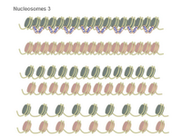 Nucleosomes 3 PPT Slide