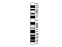 Chromosome 4 PPT Slide