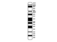 Chromosome 5 PPT Slide