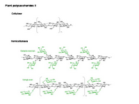 Plant polysaccharides II PPT Slide