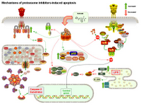 Mechanisms of proteasome inhibitors-induced apoptosis PPT Slide