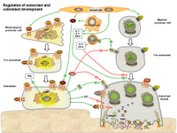 Regulation of osteoclasts and osteoblasts development PPT Slide