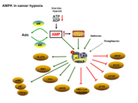 AMPK in cancer hypoxia PPT Slide
