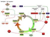 Cell Cycle - CdK regulation PPT Slide