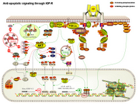 Anti-apoptotic signaling through IGF-R PPT Slide