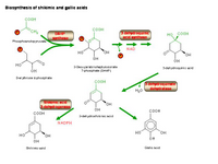 Biosynthesis of shikimic and gallic acids PPT Slide