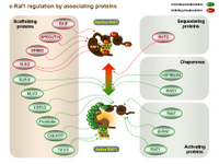 Raf1 associated proteins and regulation PPT Slide