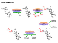 mRNA cap synthesis PPT Slide