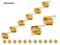 Nucleosomes 1 PPT Slide