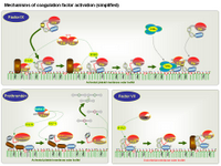 Mechanisms of coagulation factor activation PPT Slide