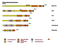 PI3K related protein kinases PPT Slide