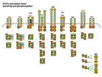 STAT transcription factor specificity and phosphorylation PPT Slide