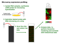 Microarray Expression Profiling PPT Slide