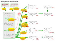 Biosynthesis of prostanoids PPT Slide