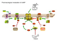 Pharmacological modulation of cAMP PPT Slide