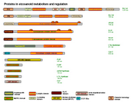 Proteins in eicosanoid metabolism and regulation PPT Slide