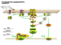Prostaglandin PGE2 signaling PPT Slide