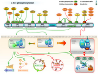 Src phosphorylation PPT Slide
