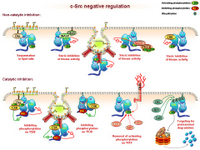 Src negative regulation-1 PPT Slide