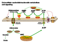 Signaling of adenosine and nucleotides PPT Slide