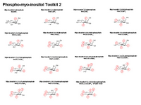 A Phospho-myo-inositol Toolkit 2 PPT Slide
