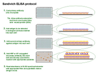 Sandwich ELISA protocol PPT Slide