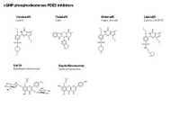 PDE5 inhibitors PPT Slide
