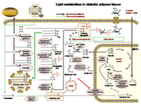 Lipid metabolism in diabetic adipose tissue PPT Slide